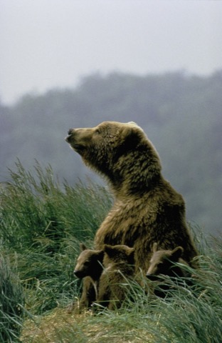 Bear