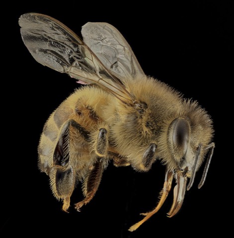 Bee