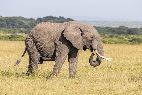 Elephant