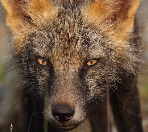 Fox