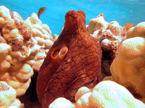Octopus