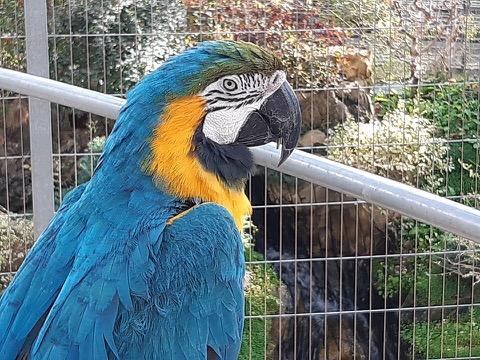 Parrot