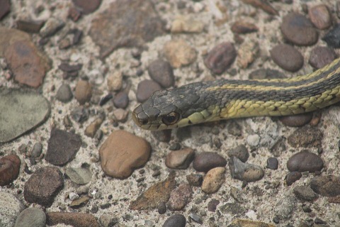 Snake
